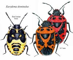 Attēlu rezultāti vaicājumam “Eurydema dominulus imago”