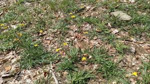 Attēlu rezultāti vaicājumam “Leontodon autumnalis  leaf”
