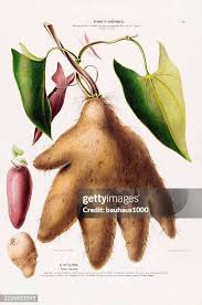 Attēlu rezultāti vaicājumam “Astragalus glycyphyllos fruit”