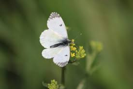 Attēlu rezultāti vaicājumam “Anthocharis cardamines underside”