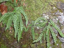 Attēlu rezultāti vaicājumam “Asplenium viride”