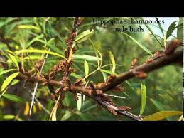 Attēlu rezultāti vaicājumam “Hippophae rhamnoides male flower”