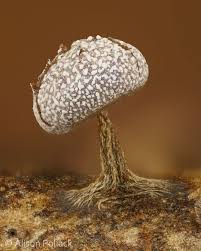 Attēlu rezultāti vaicājumam “Physarum leucophaeum stalked”