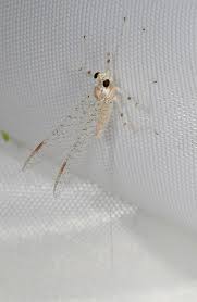 Attēlu rezultāti vaicājumam “Heptagenia sulphurea”