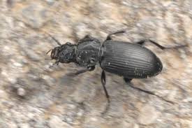 Attēlu rezultāti vaicājumam “Pterostichus aethiops”