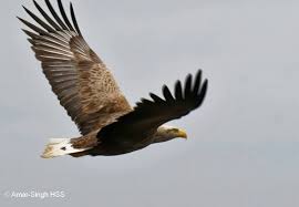 Attēlu rezultāti vaicājumam “Haliaeetus albicilla adult”