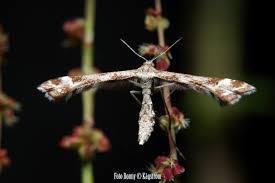 Attēlu rezultāti vaicājumam “Platyptilia tesseradactyla”
