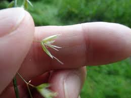 Attēlu rezultāti vaicājumam “Trisetum flavescens flower”