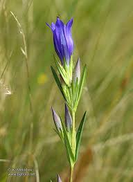 Attēlu rezultāti vaicājumam “Gentiana pneumonanthe”