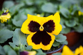 Image result for Hornveilchen