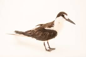 Image result for Onychoprion fuscatus