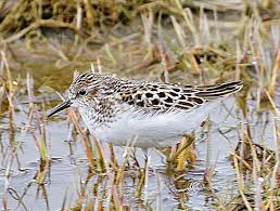 Image result for Calidris minutilla