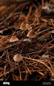 Attēlu rezultāti vaicājumam “Clavulinopsis cinerioides”