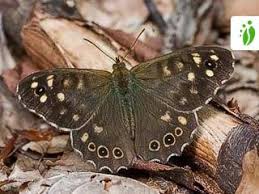 Attēlu rezultāti vaicājumam “Pararge aegeria upperside”