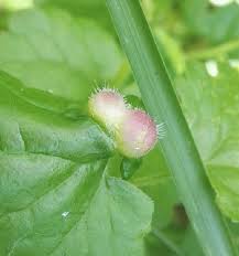 Attēlu rezultāti vaicājumam “Liposthenes glechomae”