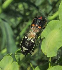 Attēlu rezultāti vaicājumam “Eurydema oleracea imago”