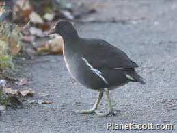 Attēlu rezultāti vaicājumam “Gallinula chloropus juvenile”
