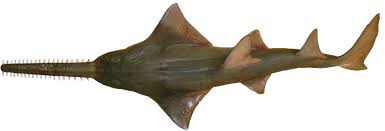 Image result for Pristis pristis