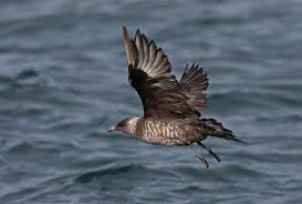 Attēlu rezultāti vaicājumam “Stercorarius parasiticus adult”