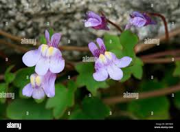 Attēlu rezultāti vaicājumam “Cymbalaria muralis”