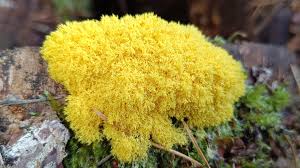 Attēlu rezultāti vaicājumam “Oligonema sp.”