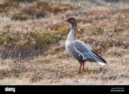 Image result for Anser brachyrhynchus