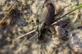 Attēlu rezultāti vaicājumam “Poecilus lepidus”