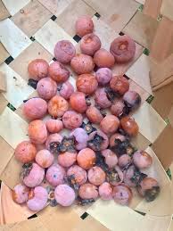 Attēlu rezultāti vaicājumam “Cardaminopsis arenosa fruit”