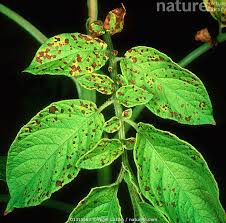 Attēlu rezultāti vaicājumam “Solanum tuberosum leaf”