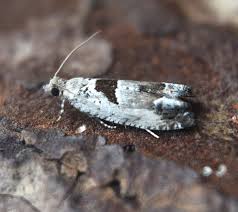 Attēlu rezultāti vaicājumam “Epinotia ramella”