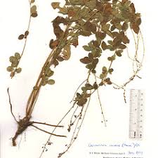 Attēlu rezultāti vaicājumam “Comatricha meandrispora stalked”