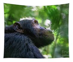 Attēlu rezultāti vaicājumam “Troglodytes troglodytes adult”