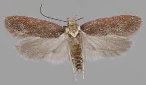 Attēlu rezultāti vaicājumam “Depressaria depressana”