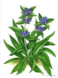 Attēlu rezultāti vaicājumam “Gentiana cruciata”