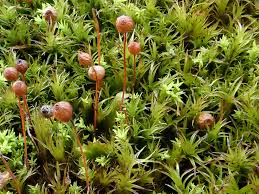 Attēlu rezultāti vaicājumam “Bartramia pomiformis”