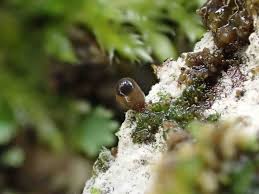 Attēlu rezultāti vaicājumam “Colloderma oculatum spores”