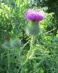 Attēlu rezultāti vaicājumam “Cirsium vulgare flower”
