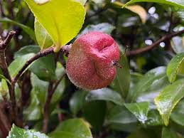 Attēlu rezultāti vaicājumam “Selinum carvifolia fruit”