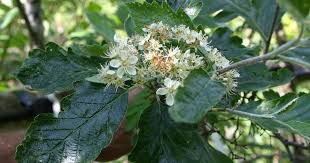 Attēlu rezultāti vaicājumam “Sorbus intermedia leaf”