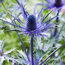Image result for Eryngium `Blue Hobbit`