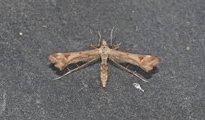 Attēlu rezultāti vaicājumam “Platyptilia gonodactyla”