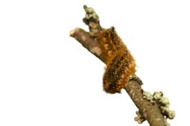 Attēlu rezultāti vaicājumam “Euthrix potatoria larva”