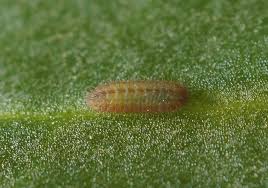 Attēlu rezultāti vaicājumam “Lycaena phlaeas underside”