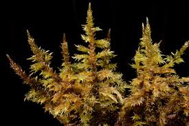 Attēlu rezultāti vaicājumam “Calliergon megalophyllum”