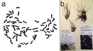 Attēlu rezultāti vaicājumam “Isoetes echinospora”