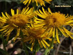 Attēlu rezultāti vaicājumam “Inula britannica”