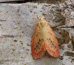 Attēlu rezultāti vaicājumam “Miltochrista miniata”