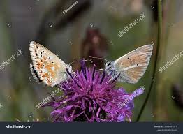 Attēlu rezultāti vaicājumam “Aricia artaxerxes”