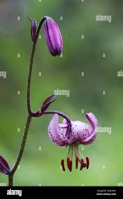 Attēlu rezultāti vaicājumam “Lilium martagon bud”