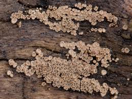 Attēlu rezultāti vaicājumam “Merismodes anomala”